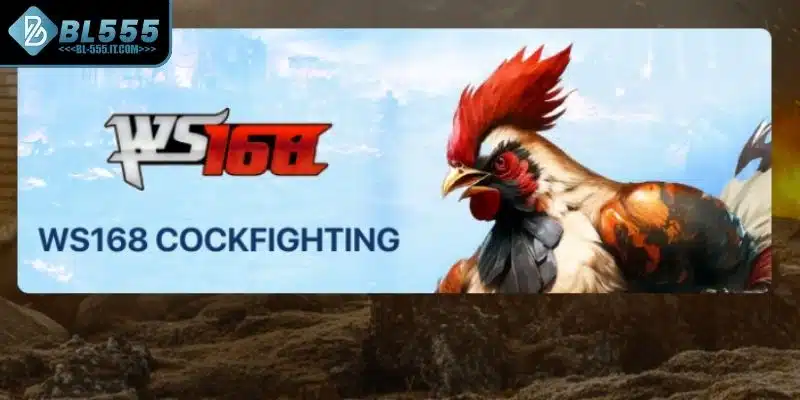 Một vài nét phác thảo về thế giới đá gà BL555