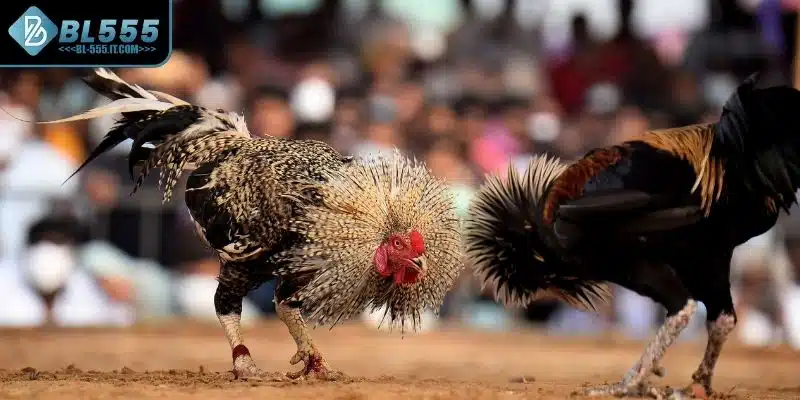 Khái quát thông tin về hình thức đá gà Campuchia