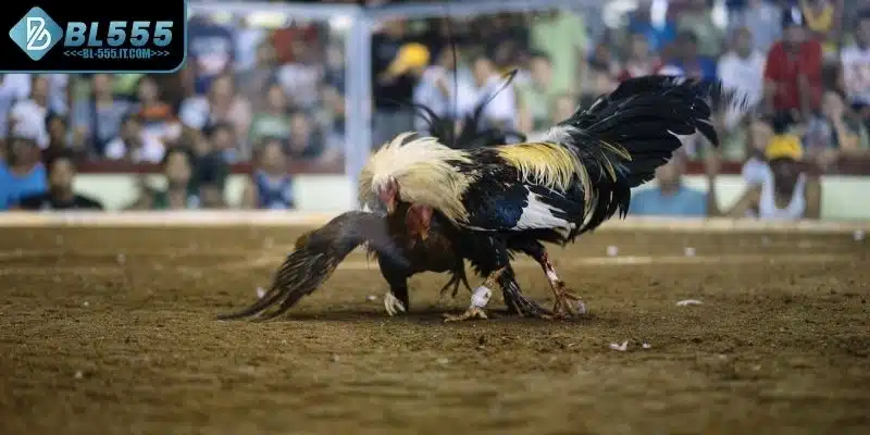Luật chơi đá gà Campuchia trong phân định thắng thua